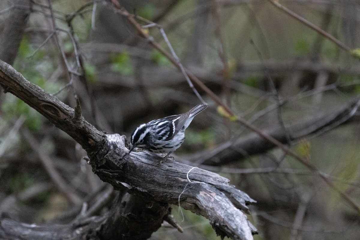 Black-and-white Warbler - ML618750910