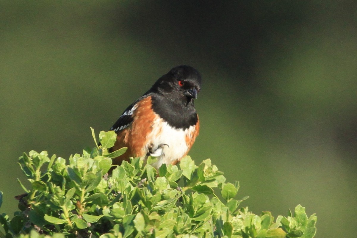 Spotted Towhee - ML618750933