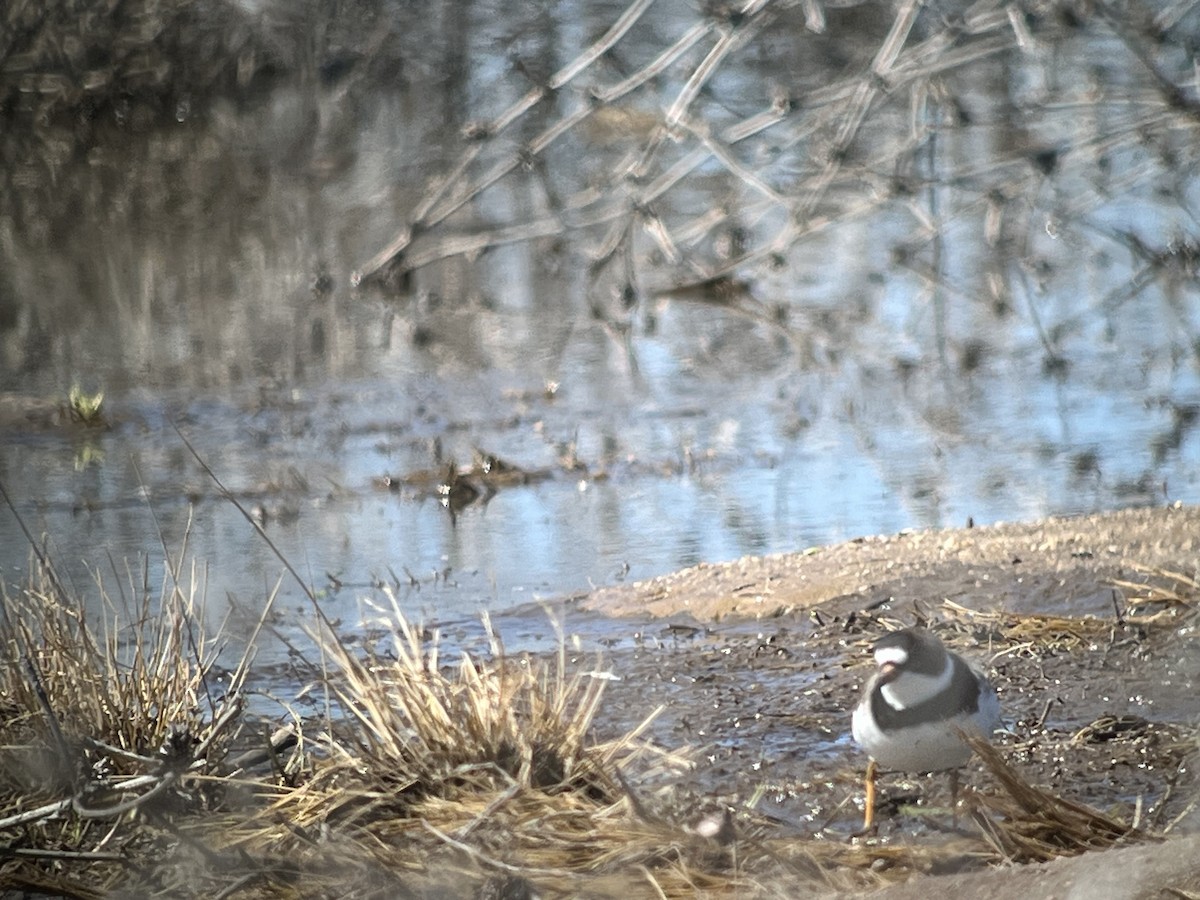 Semipalmated Plover - ML618750949