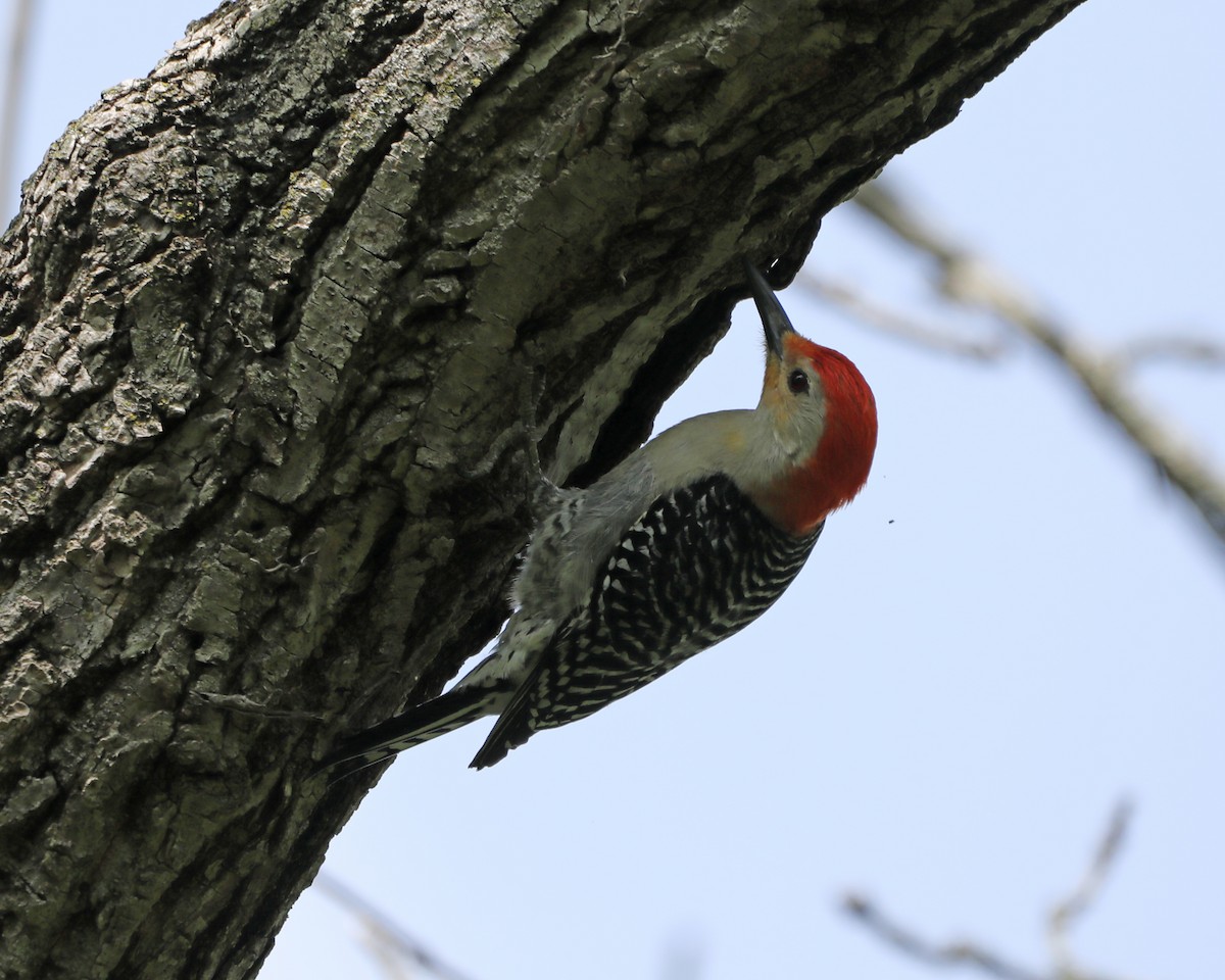 Red-bellied Woodpecker - ML618750964