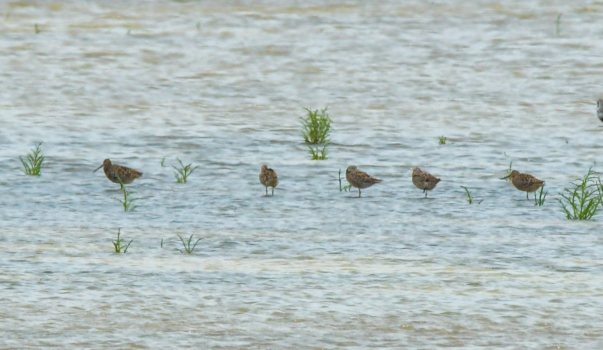 Long-billed Dowitcher - ML618750968