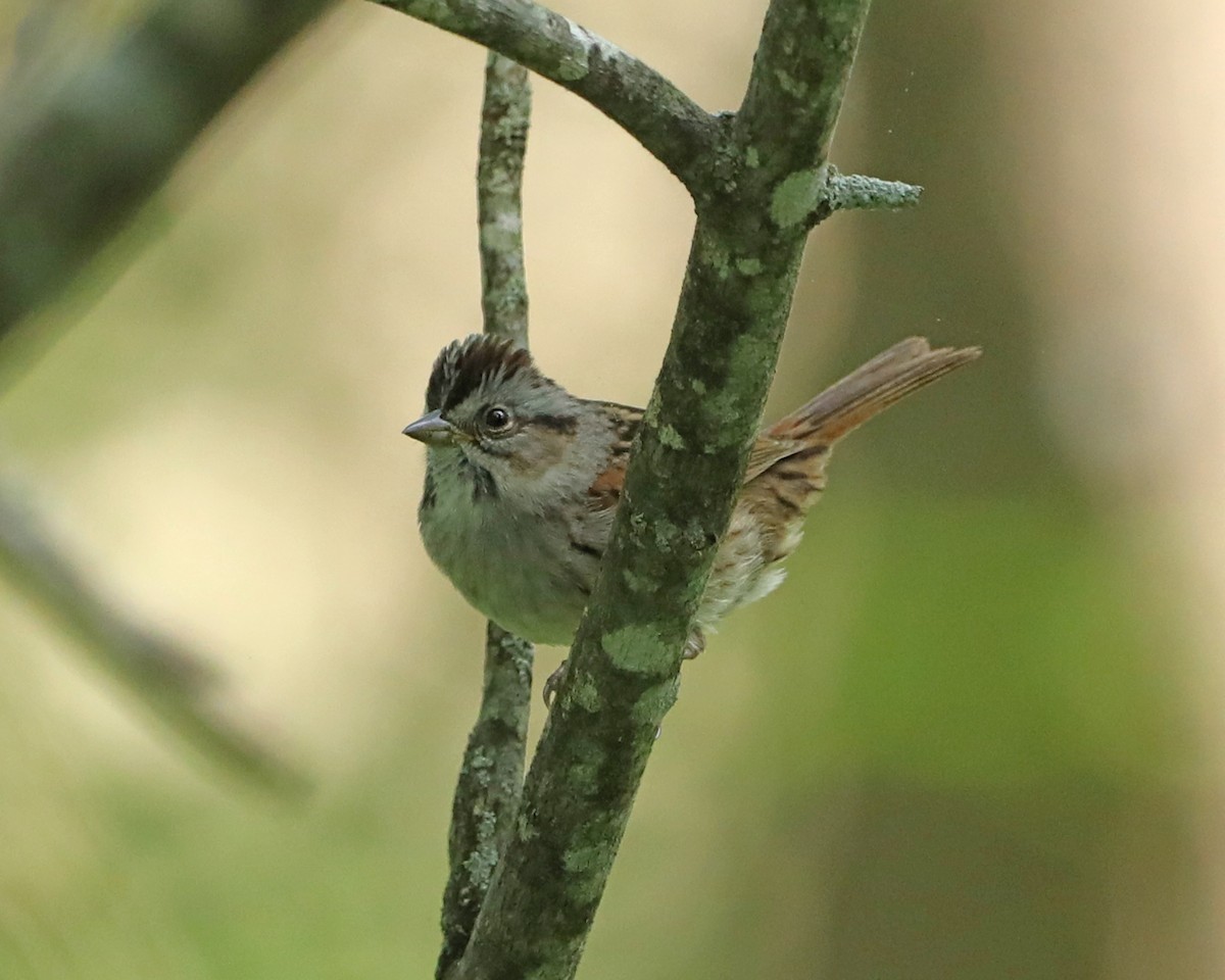 Swamp Sparrow - ML618750975