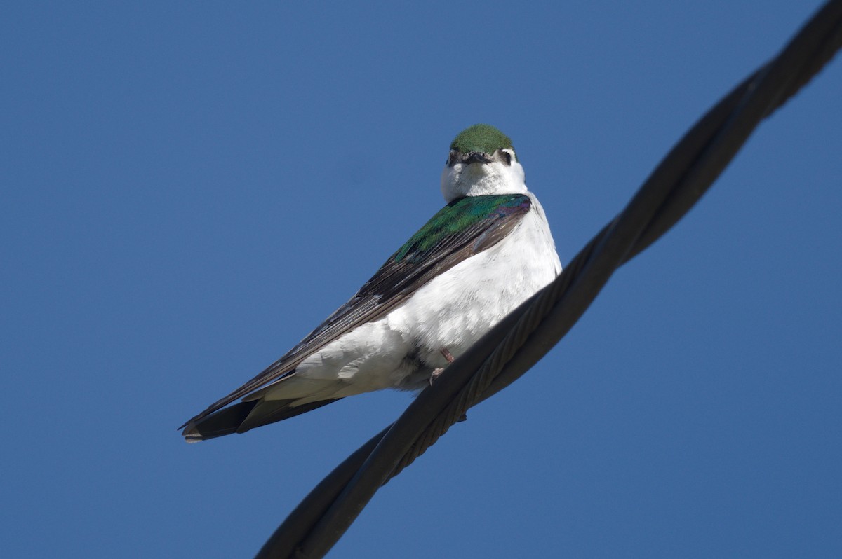 Violet-green Swallow - ML618750982