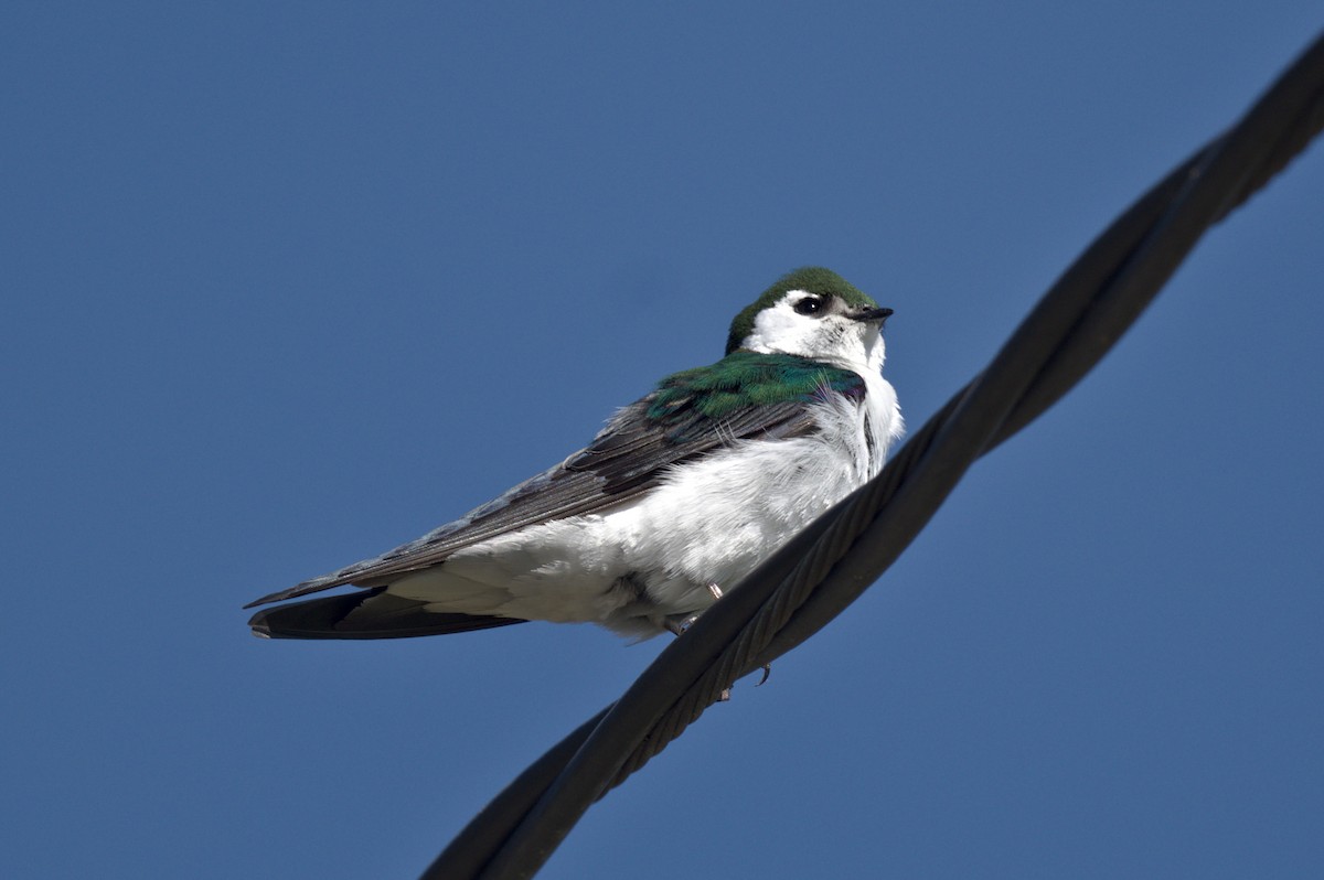 Violet-green Swallow - ML618750984