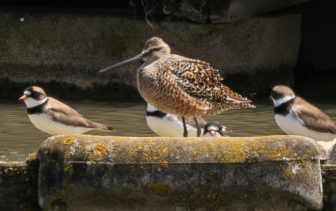 Long-billed Dowitcher - ML618750989