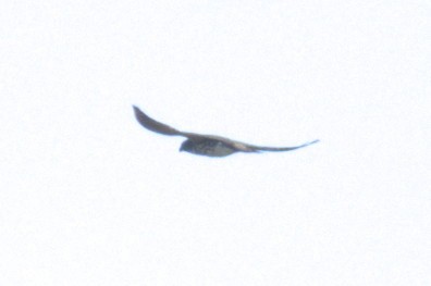 ub. falk (Falco sp.) - ML618751006
