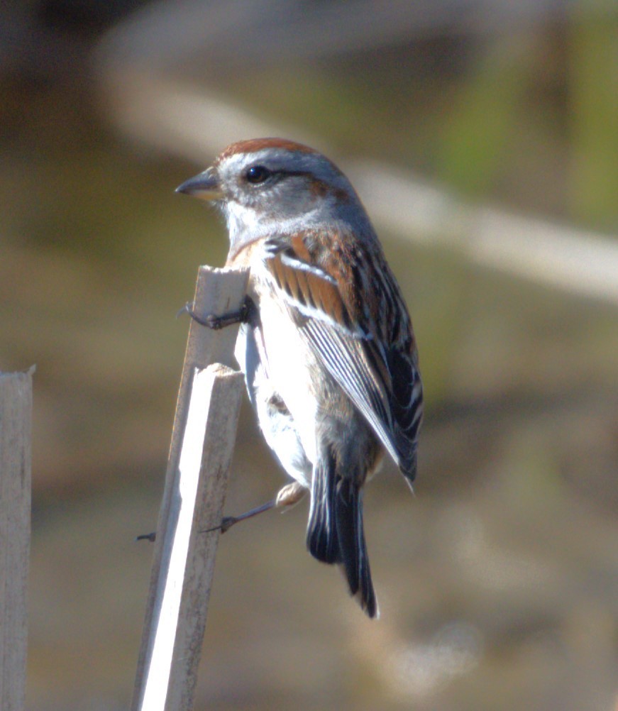 Chipping Sparrow - ML618751022