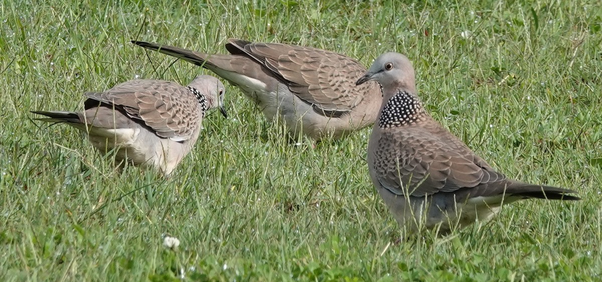 Spotted Dove - ML618751034