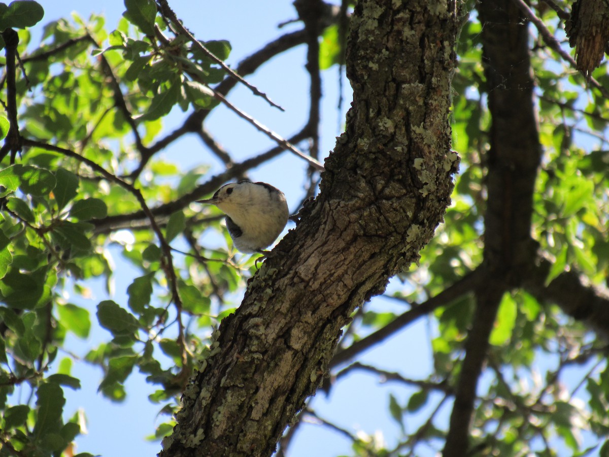White-breasted Nuthatch - ML618751051
