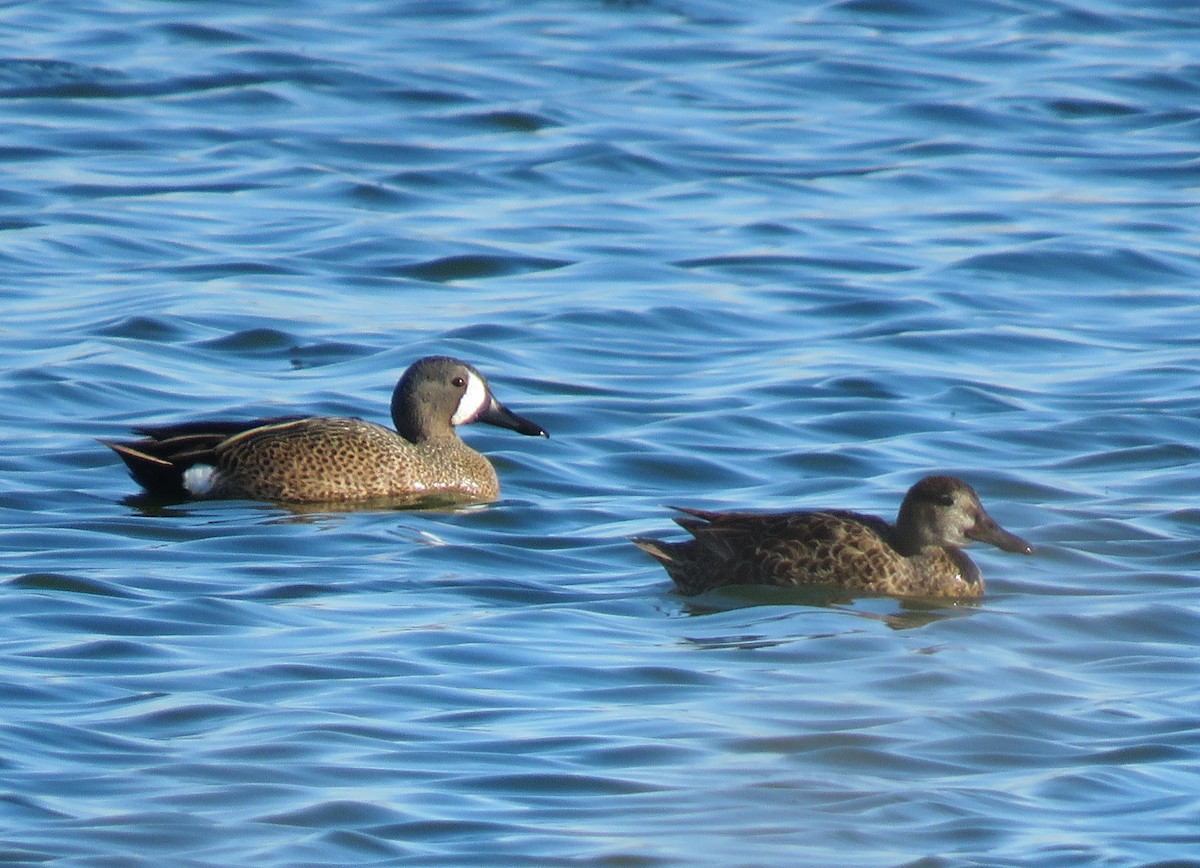 Blue-winged Teal - ML618751092