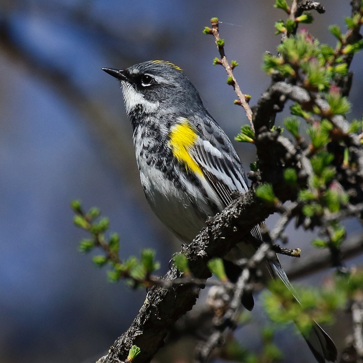 Yellow-rumped Warbler (Myrtle) - ML618751094