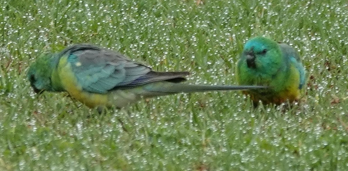 Red-rumped Parrot - ML618751102