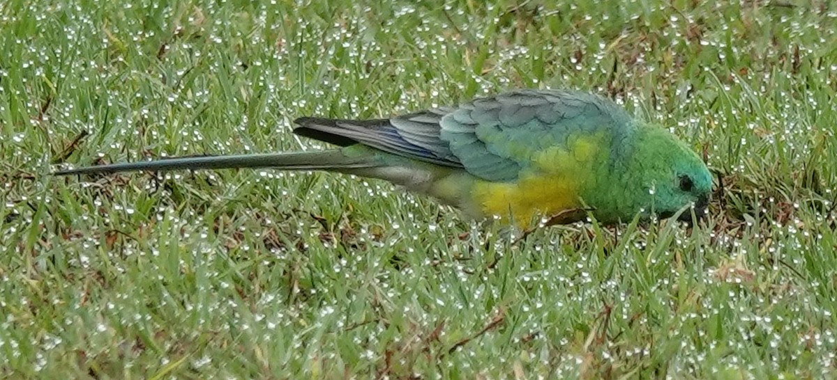 Red-rumped Parrot - ML618751103