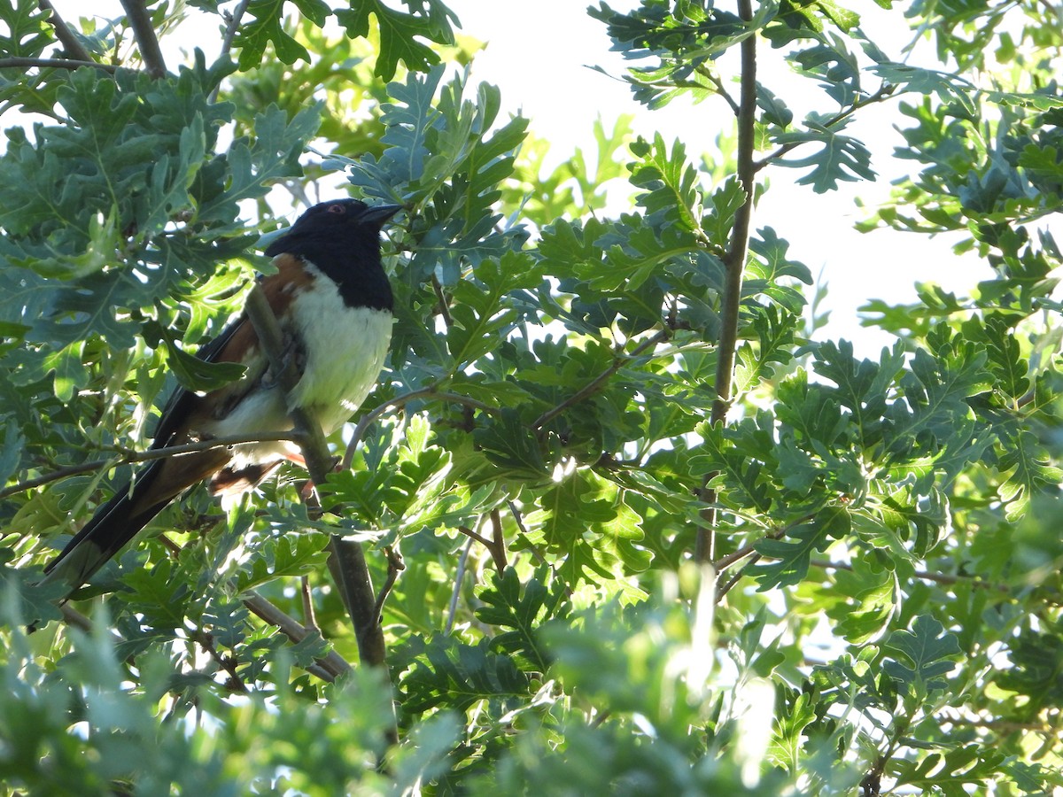 Spotted Towhee - ML618751104