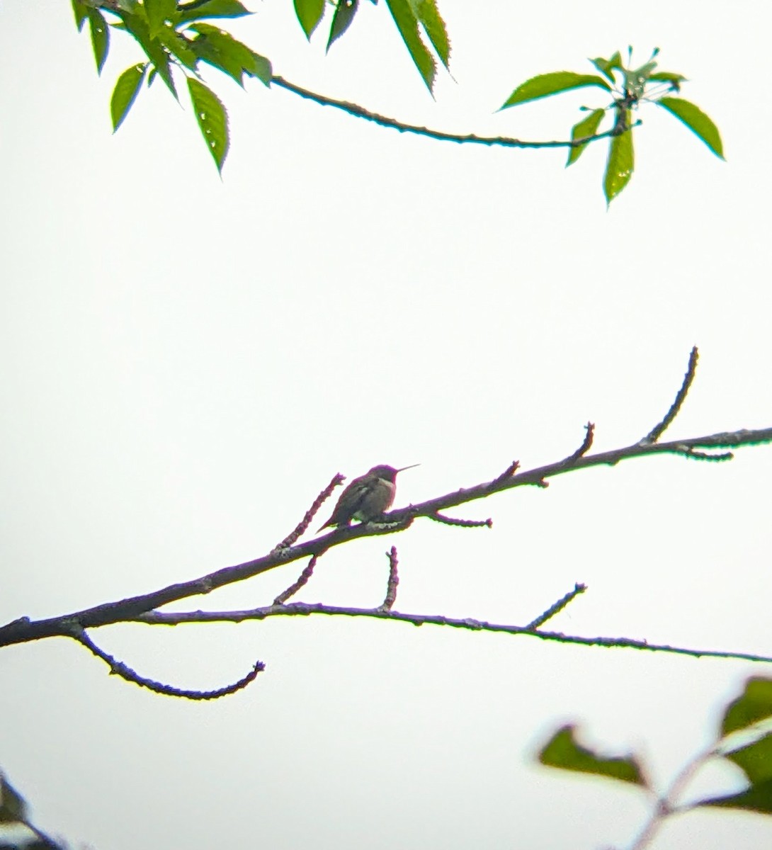 Ruby-throated Hummingbird - ML618751107