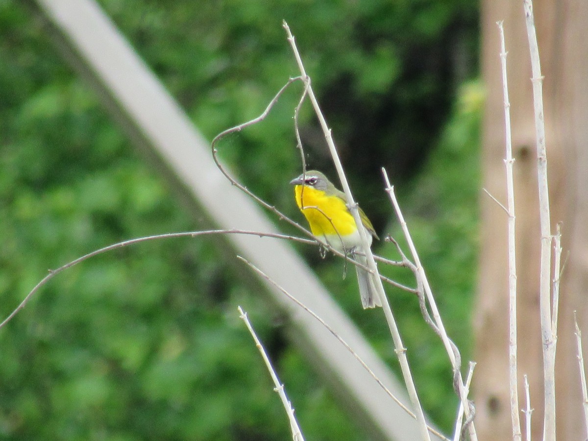 Yellow-breasted Chat - ML618751116