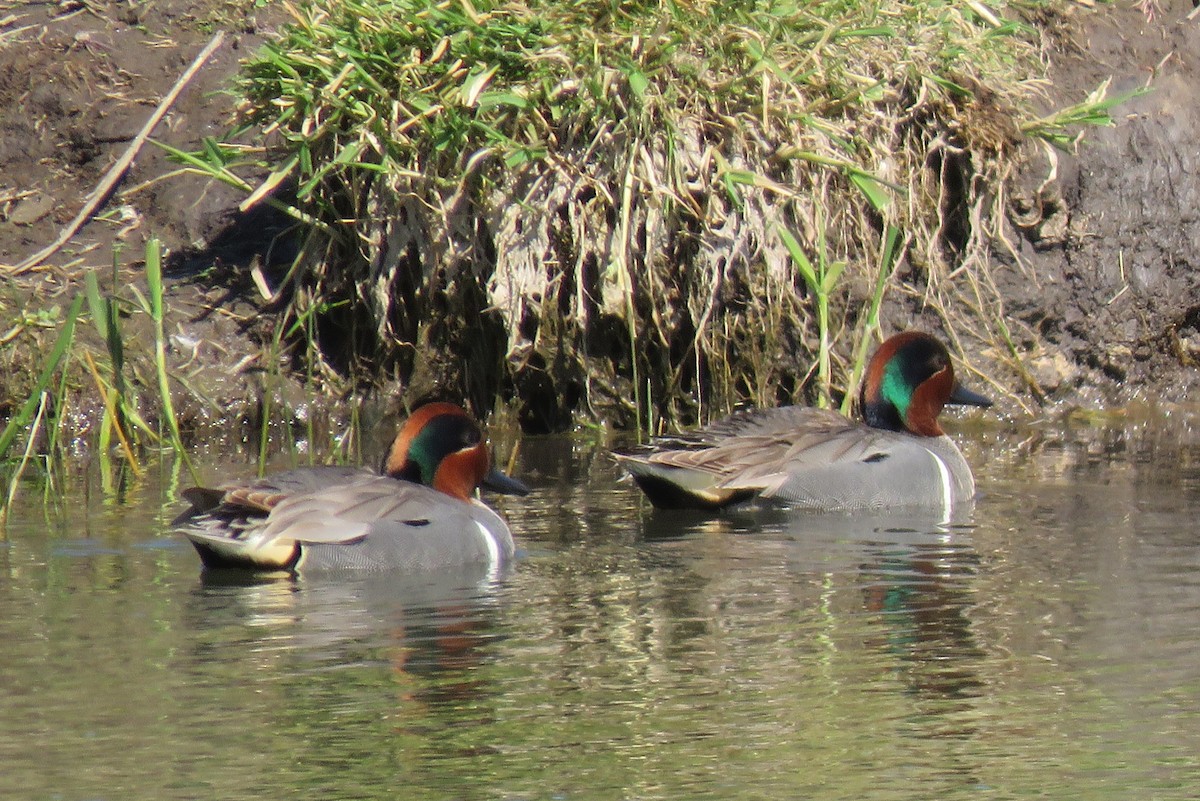 Green-winged Teal - ML618751135