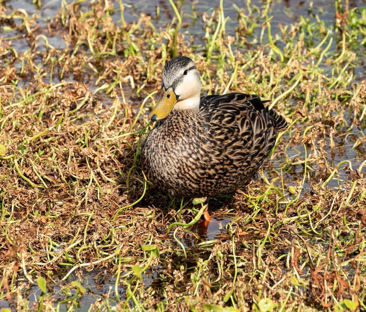 Mottled Duck (Florida) - ML618751140