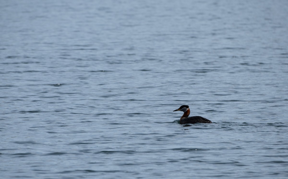 Red-necked Grebe - ML618751153