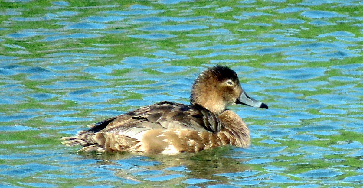 Ring-necked Duck - ML618751164