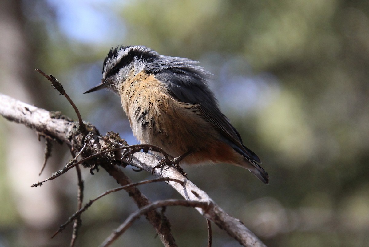 Red-breasted Nuthatch - ML618751167