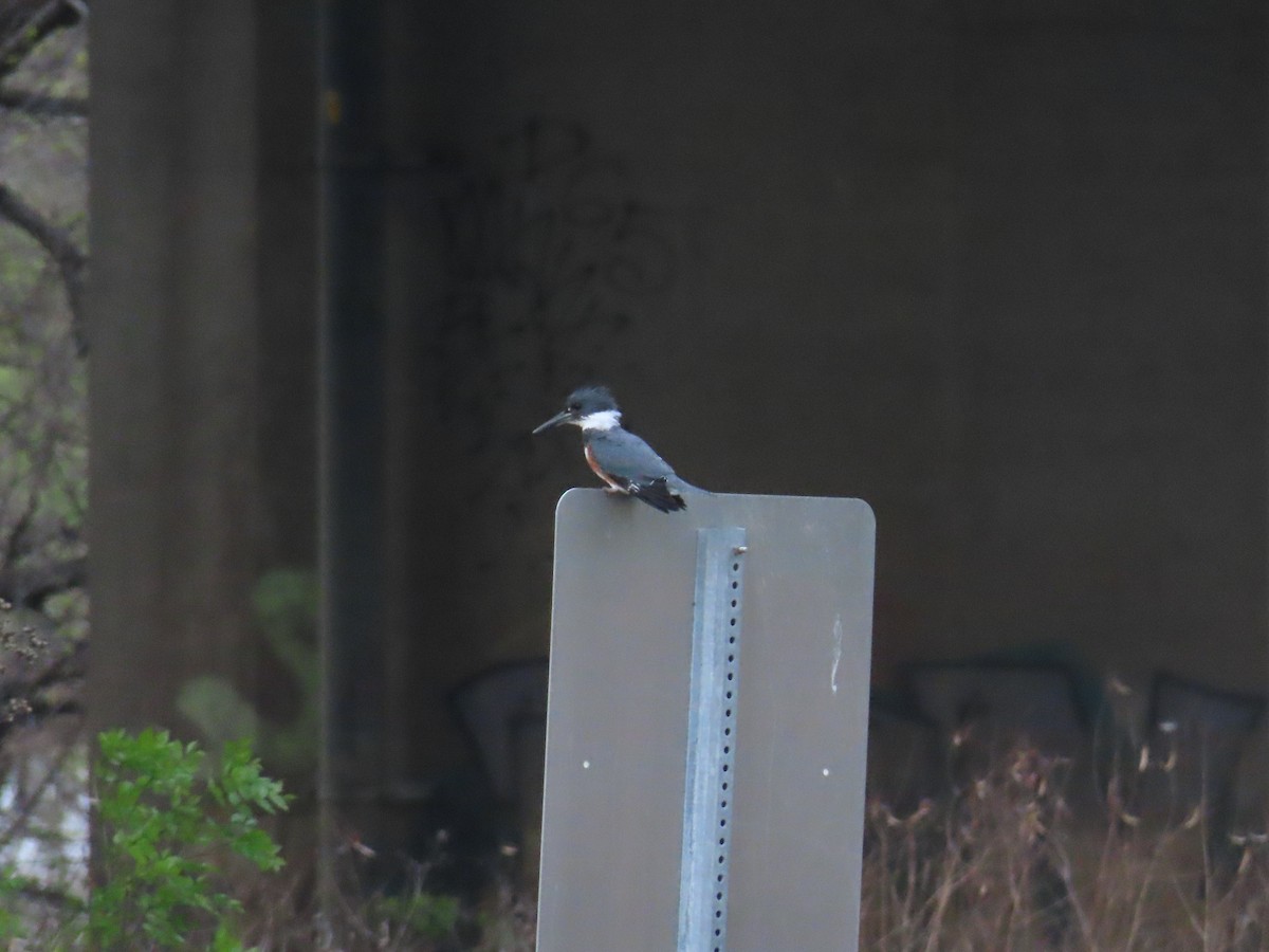 Belted Kingfisher - ML618751187