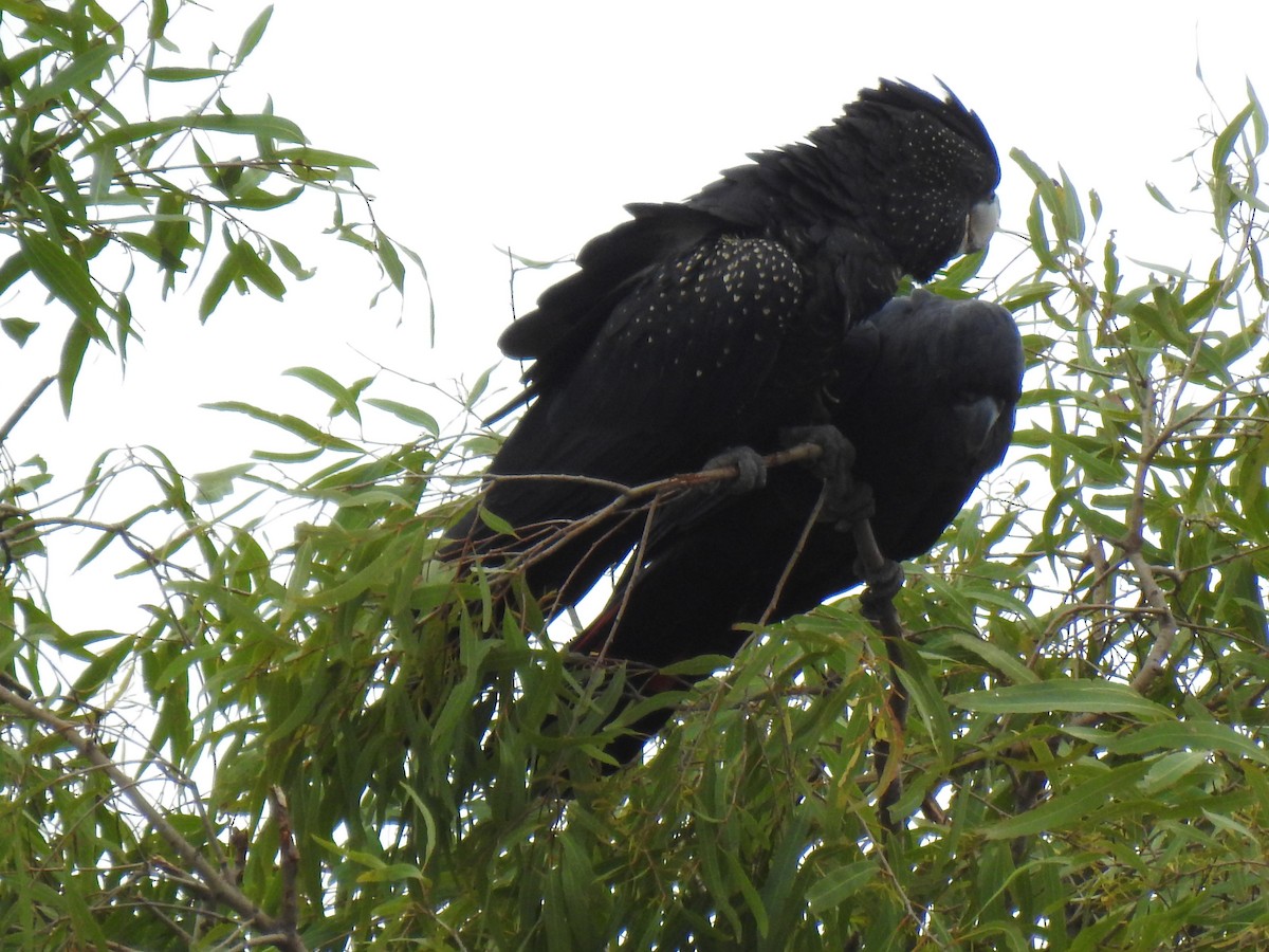 Red-tailed Black-Cockatoo - ML618751199