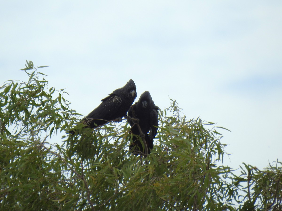Red-tailed Black-Cockatoo - ML618751201