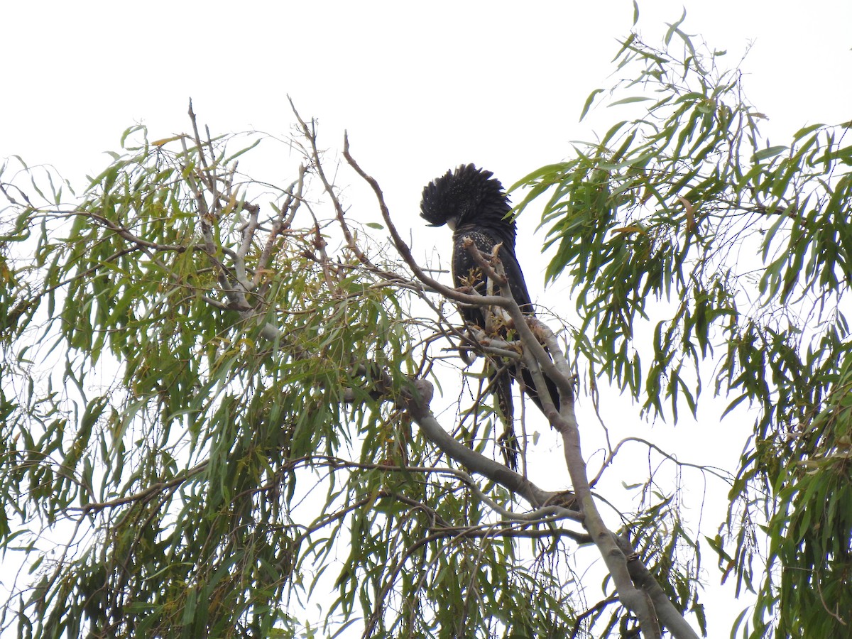 Red-tailed Black-Cockatoo - ML618751207