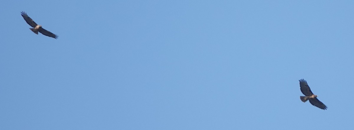 káně rudochvostá (ssp. calurus/alascensis) - ML618751209