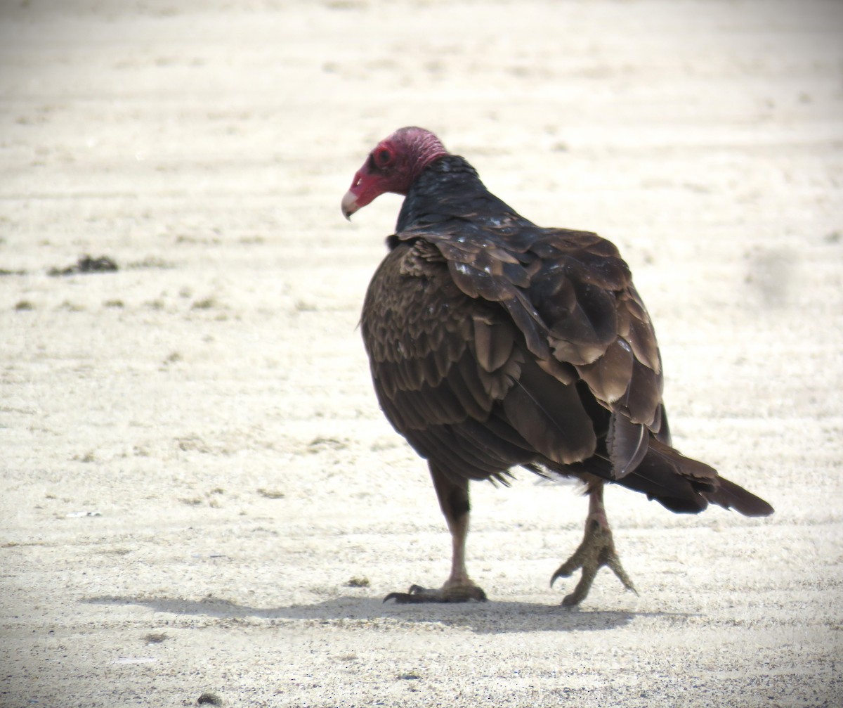 Turkey Vulture - ML618751213