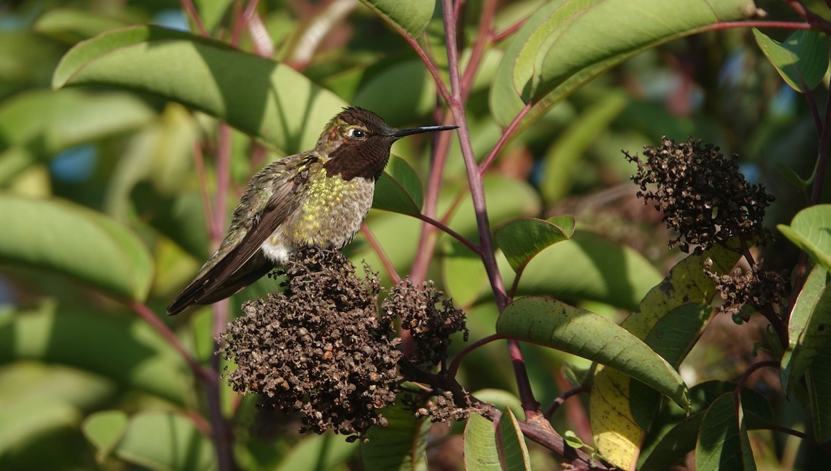 Anna's Hummingbird - ML618751220