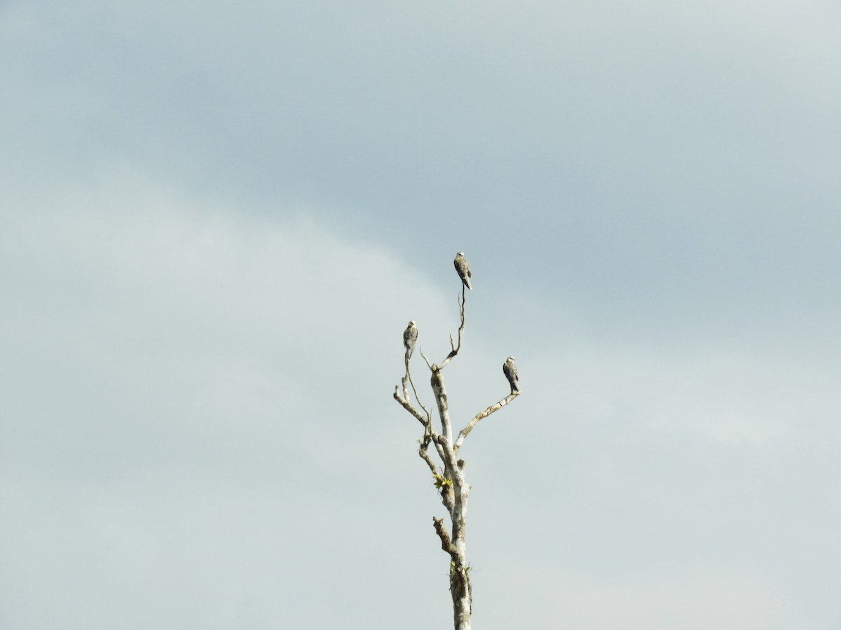 White-tailed Kite - ML618751232