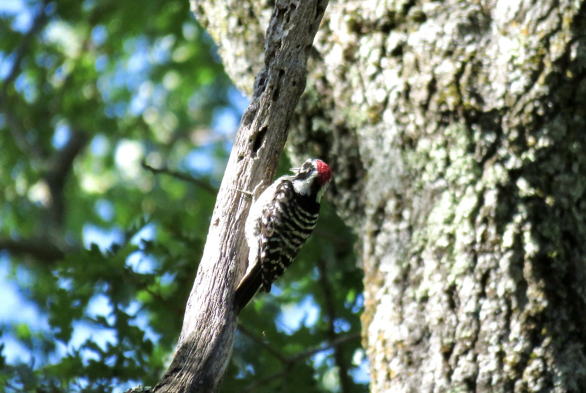 Nuttall's Woodpecker - ML618751237