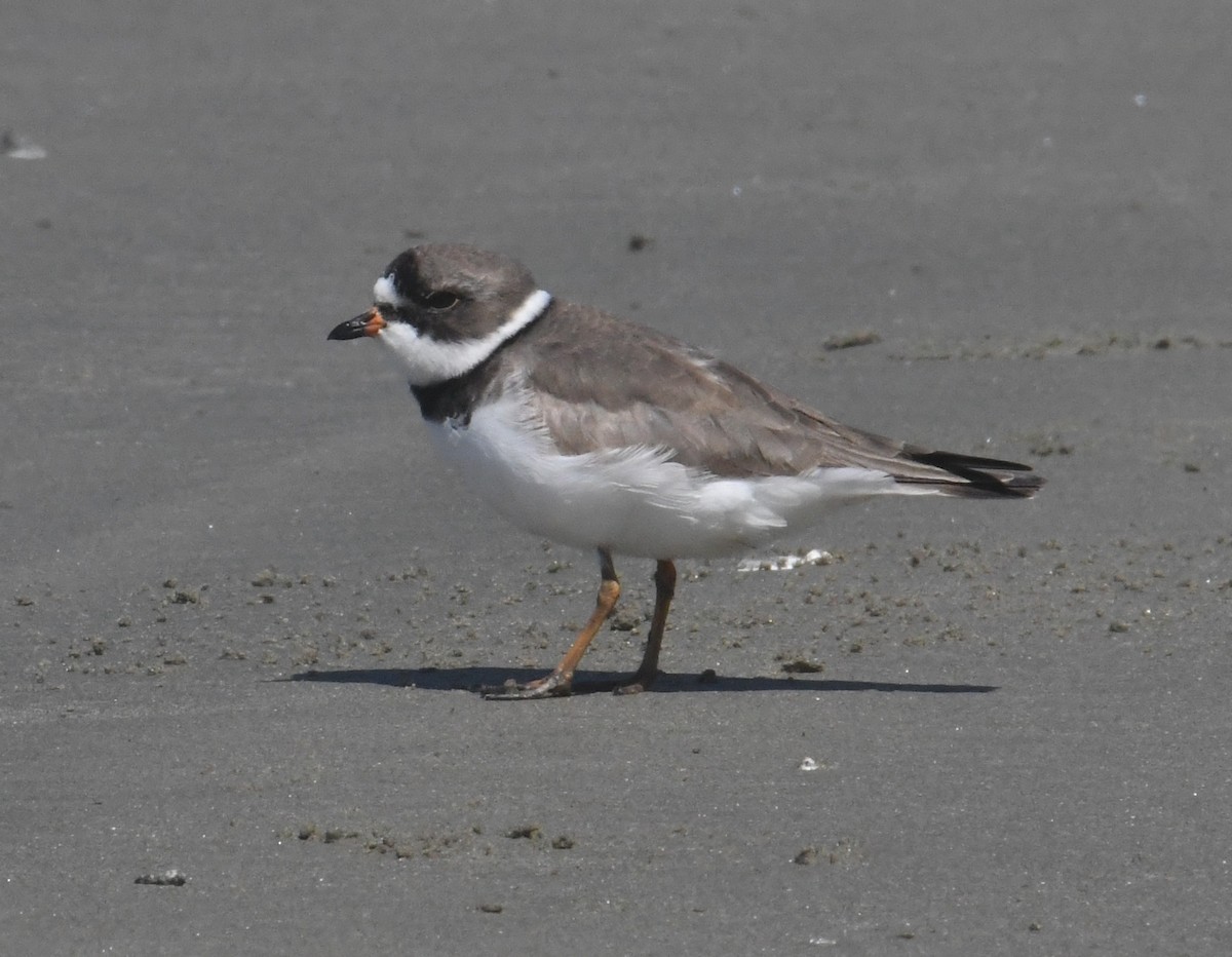 Semipalmated Plover - ML618751261