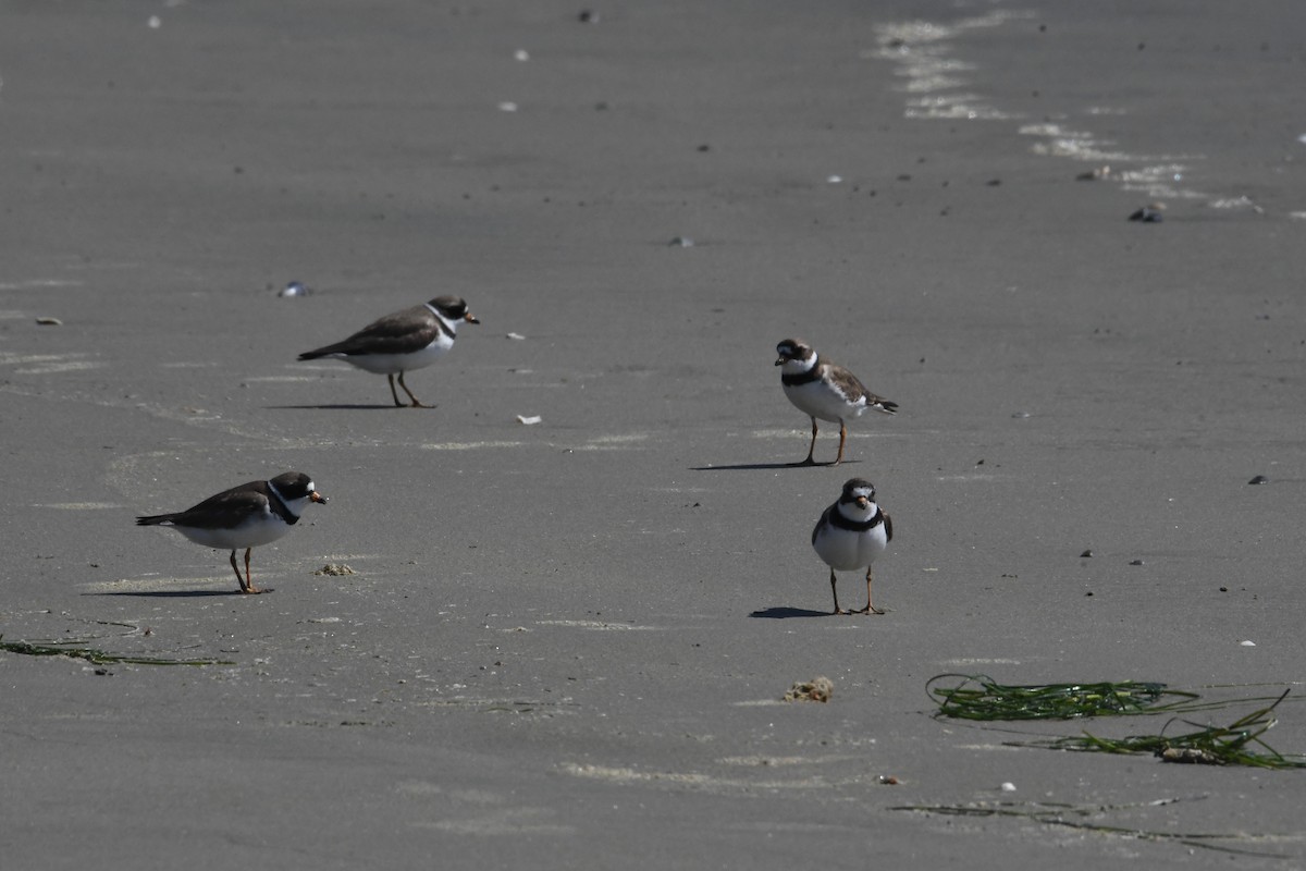 Semipalmated Plover - ML618751267