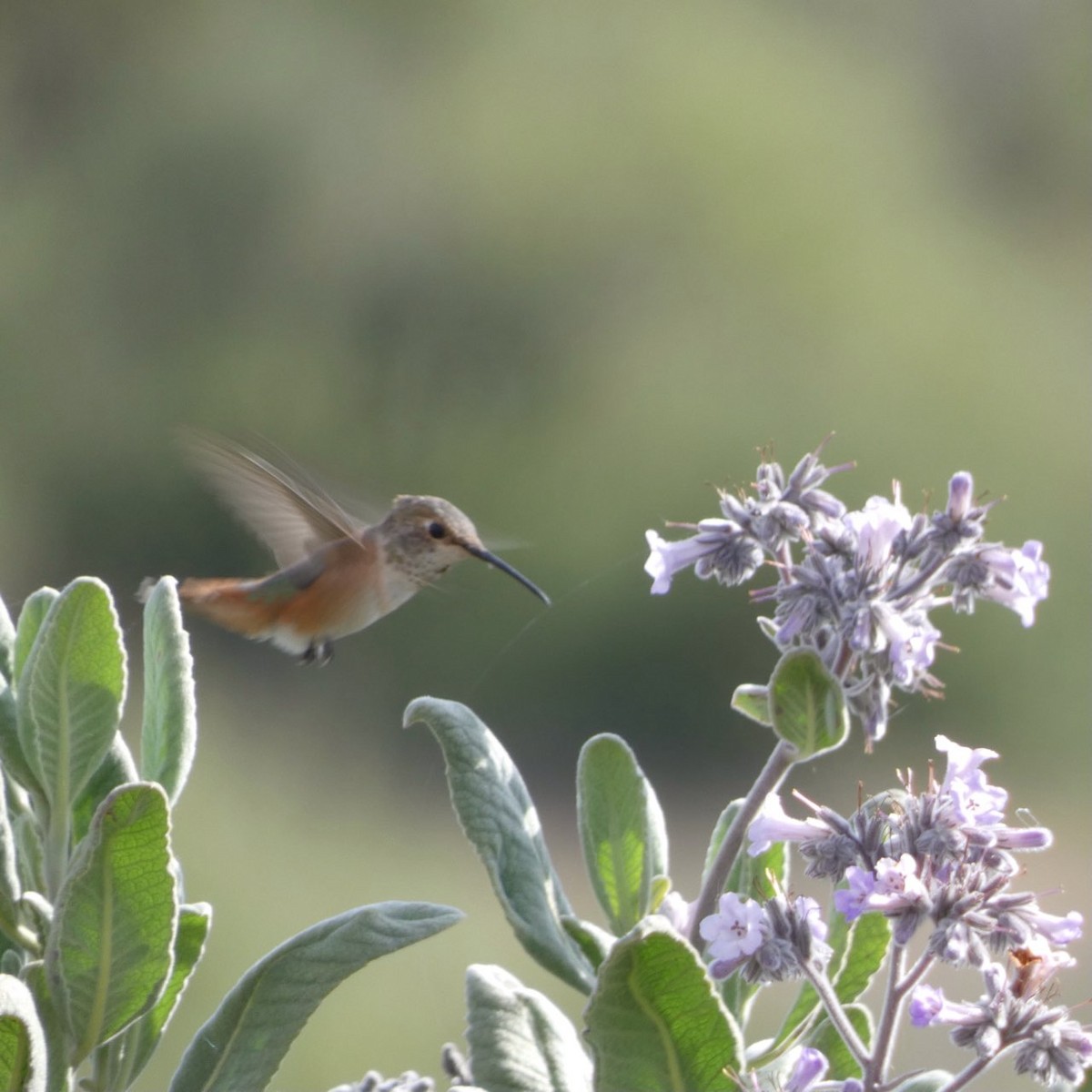 Allen's Hummingbird - ML618751283