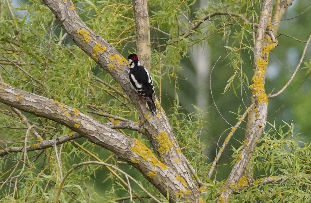 Great Spotted Woodpecker - ML618751296