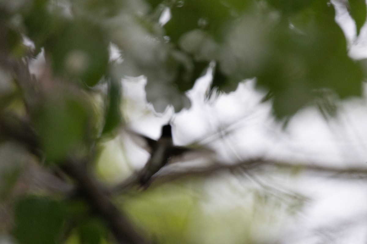 Yakut Boğazlı Kolibri - ML618751307
