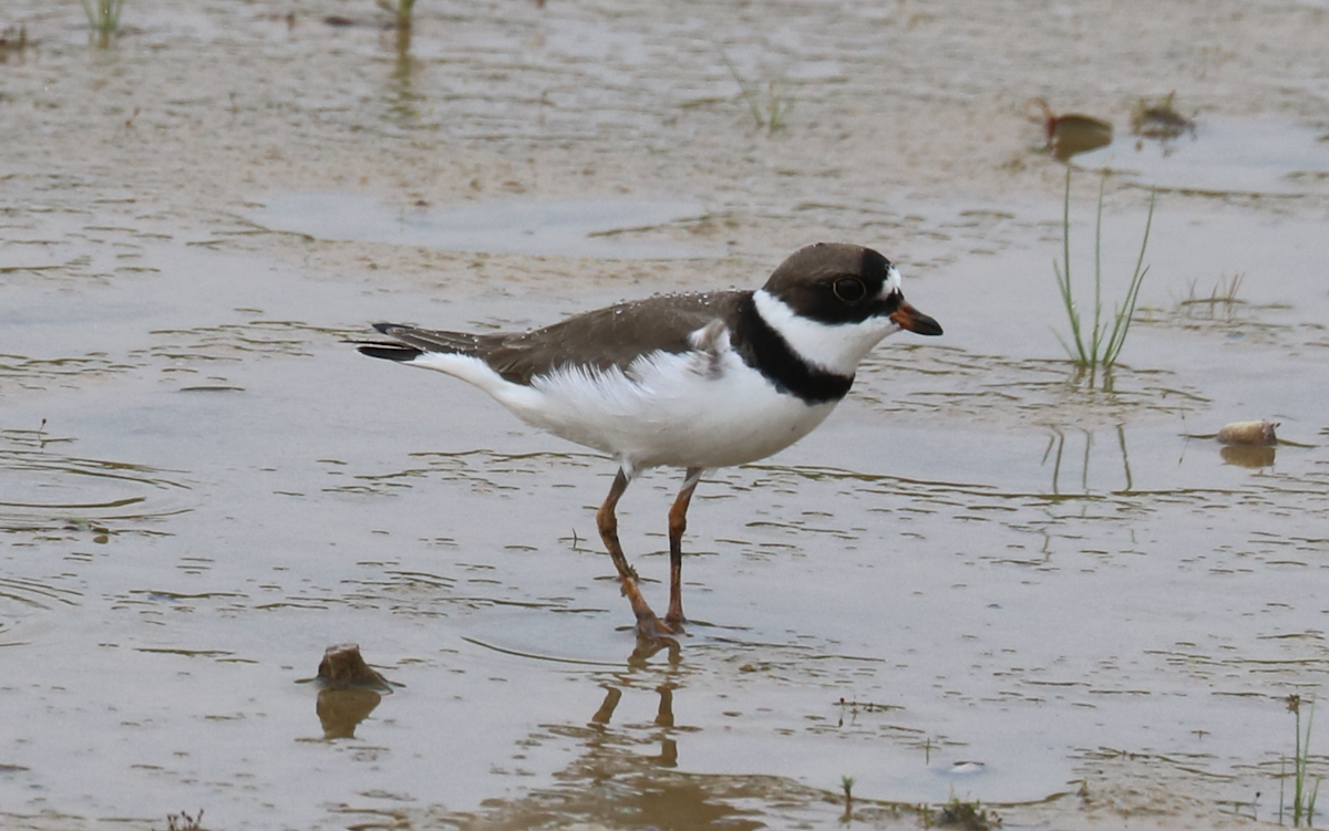 Semipalmated Plover - ML618751326