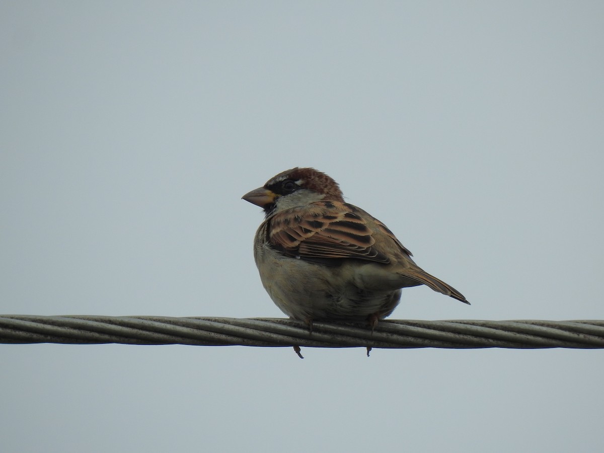 House Sparrow - ML618751341