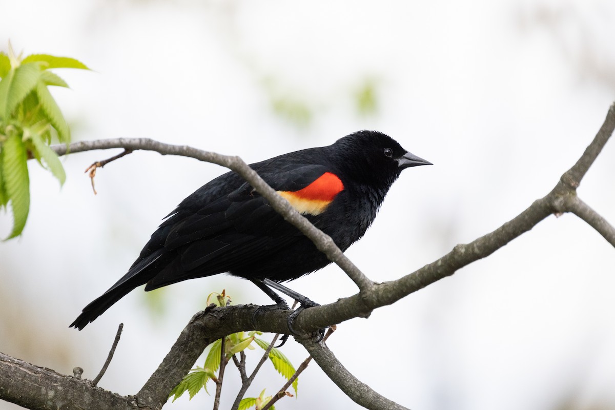 Red-winged Blackbird - ML618751363