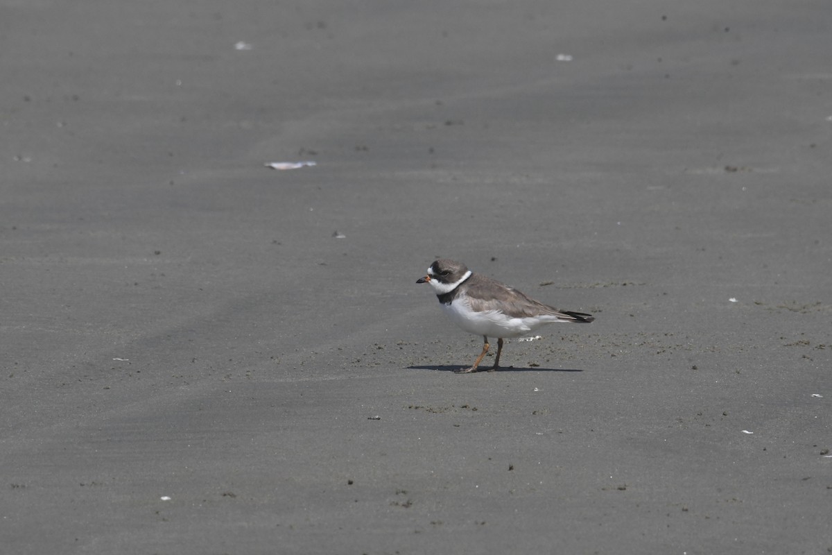Semipalmated Plover - ML618751364