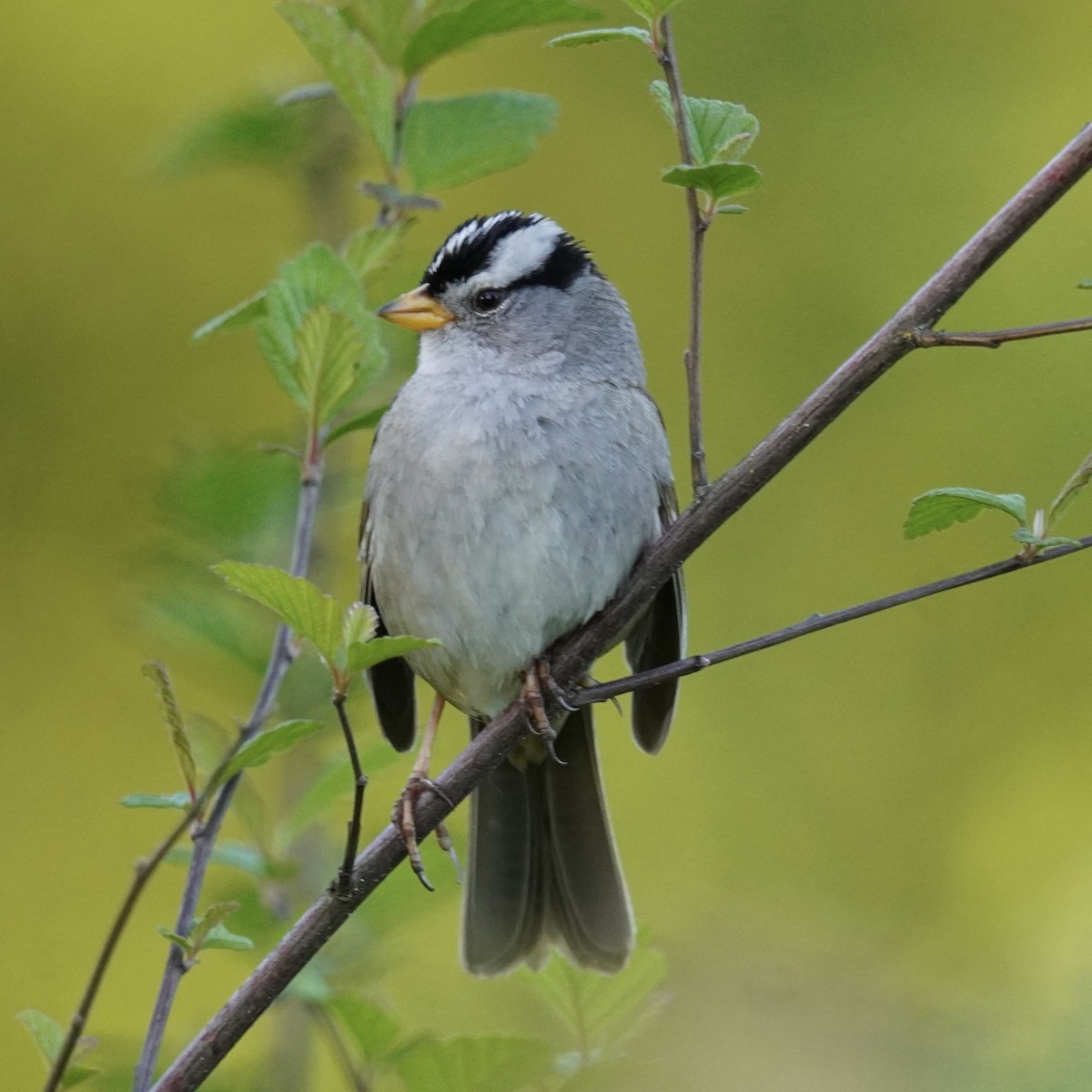 White-crowned Sparrow - ML618751381