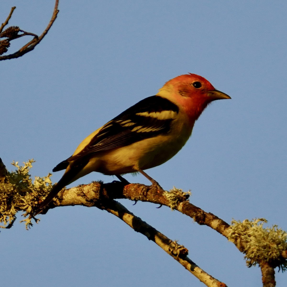 Western Tanager - ML618751386