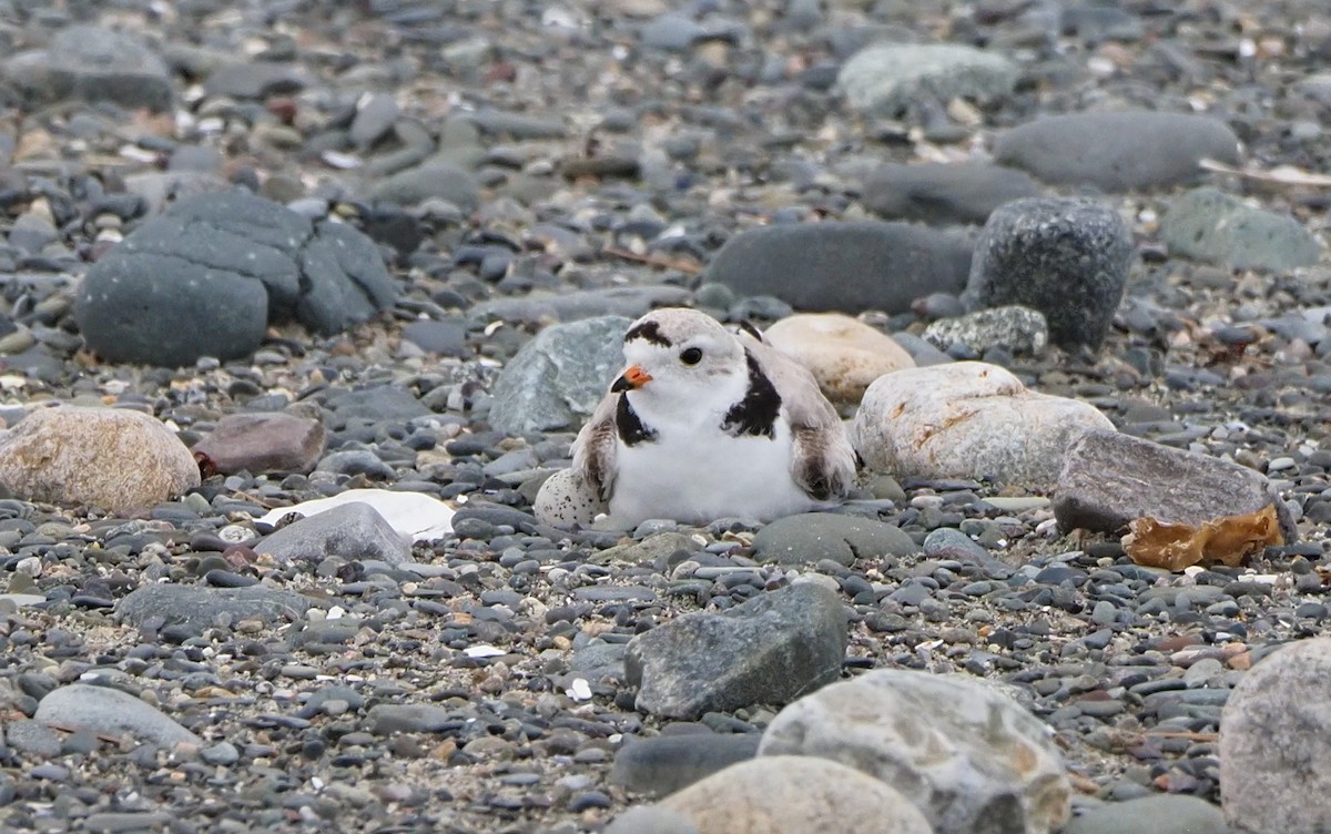 Piping Plover - ML618751403