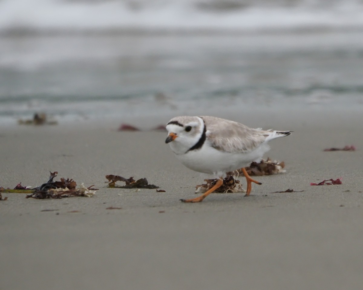 Piping Plover - ML618751404
