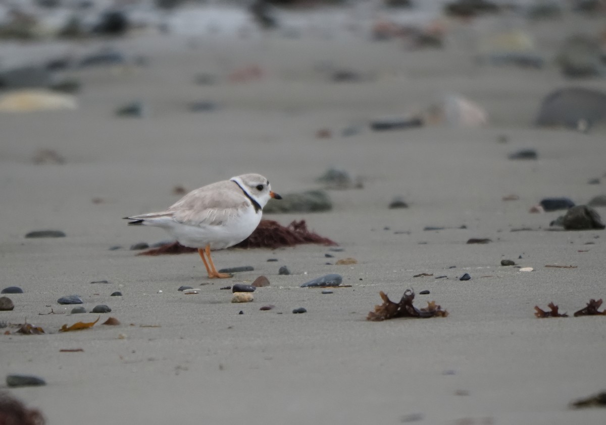 Piping Plover - ML618751406