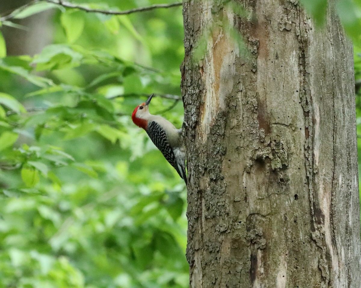 Red-bellied Woodpecker - ML618751417