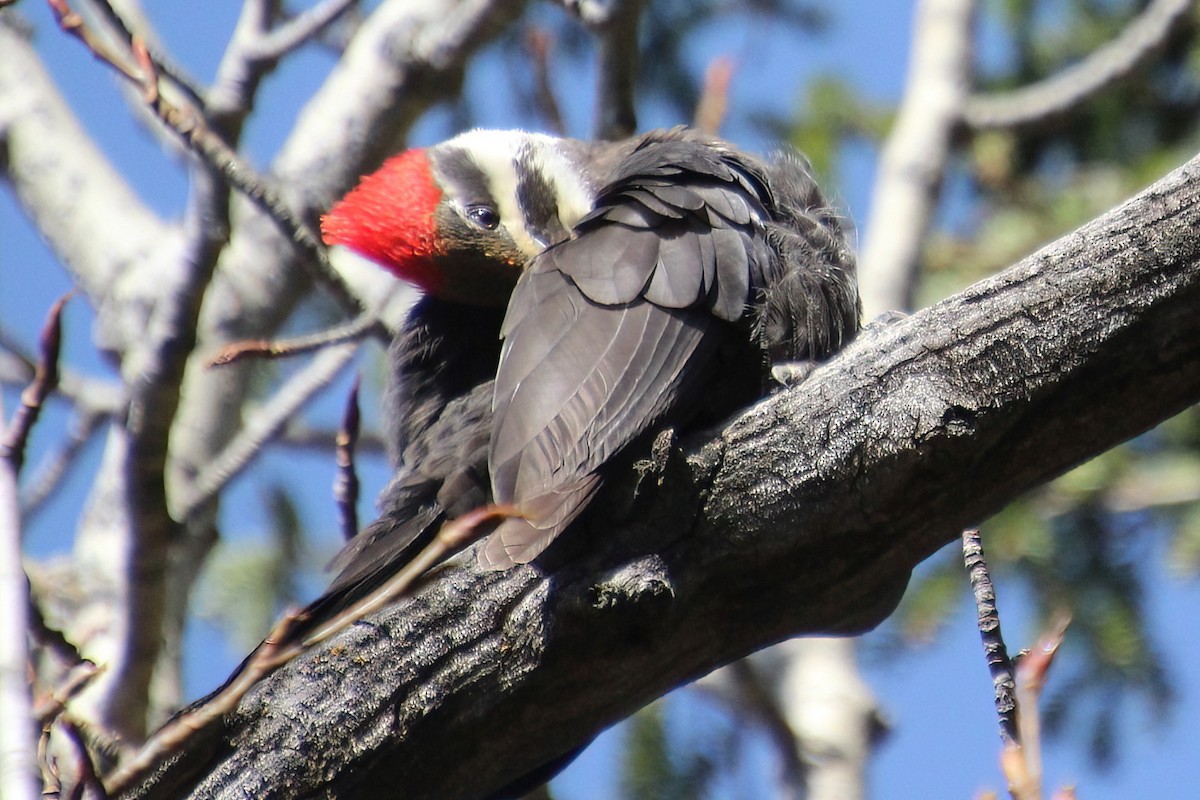 Pileated Woodpecker - ML618751432